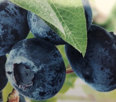 Vaccinium corymbosum 'Bluecrop'