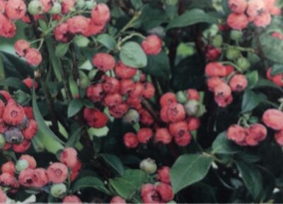 Vaccinium corymbosum 'Pink Lemonade'
