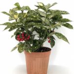 aucuba japonica crotonifolia