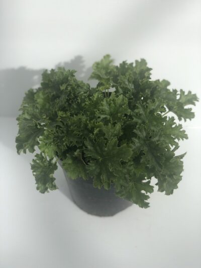 Heuchera Carnival Apple Crisp
