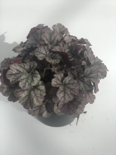Heuchera Carnival Cinnabar Silver