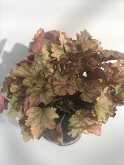 Heuchera Carnival Electra