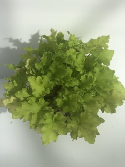 Heuchera Lime Marmalade