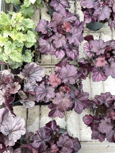 Heuchera Vaso 12cm Vivai Frappetta