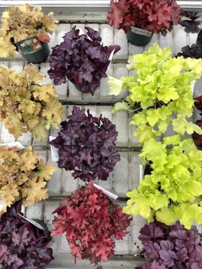 Heuchera Vaso 15cm Vivai Frappetta