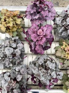 Heuchera Vaso 17cm Vivai Frappetta