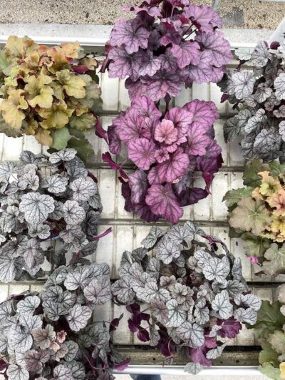 Heuchera Vaso 17cm Vivai Frappetta