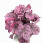 Heuchera Vivai Frappetta