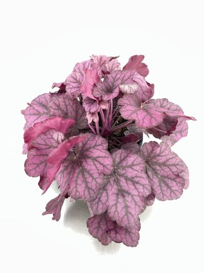 Heuchera Vivai Frappetta