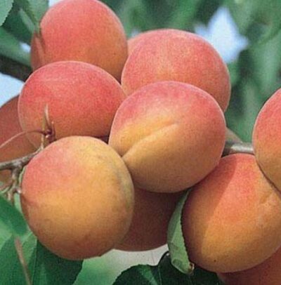 Albicocco Bergeron