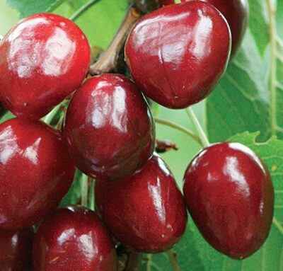 Ciliegio Kordia