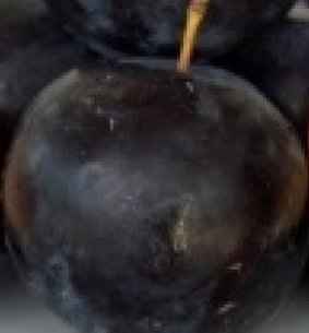 Susino Black Gold