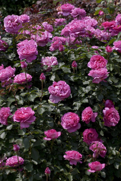 ROSA YVES PIAGET GPT