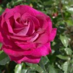 Rosa BELLES RIVES Meizolnil