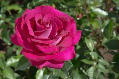 Rosa BELLES RIVES Meizolnil