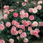 Rosa Cesar® Meisardan