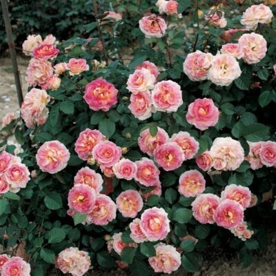 Rosa Cesar® Meisardan