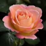 Rosa Elle Meibderos