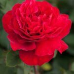 Rosa Jean Pierre Pernaut Meikeneza
