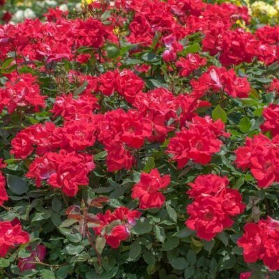 ROSA KNOCK OUT