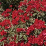 Rosa La Sevillana Plus Meishitai