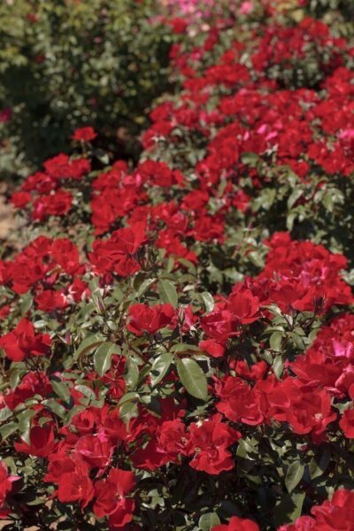 Rosa La Sevillana Plus Meishitai