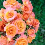 Rosa Message D'Espoir Meishamalo