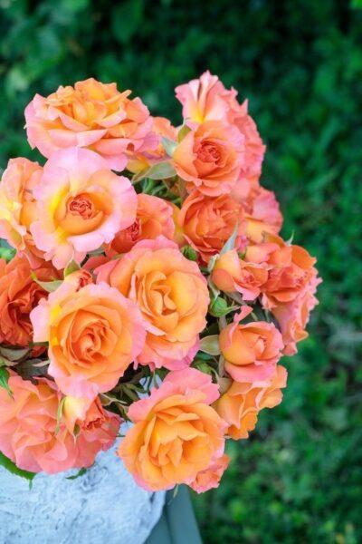 Rosa Message D'Espoir Meishamalo