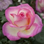 Rosa PRINCESSE DE MONACO® Meimagarmic