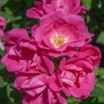 Rosa Pink Knock Out Rodin Meigadraz