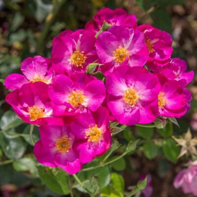 Rosa Pretty Princess Meimauleva
