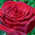 Rosa Royal Garden Meiziraph