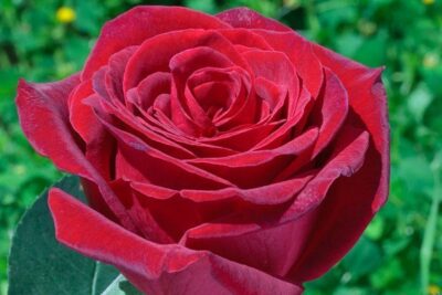 Rosa Royal Garden Meiziraph