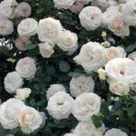 Rosa White Eden Rose GPT® Meiviowit
