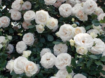 Rosa White Eden Rose GPT® Meiviowit