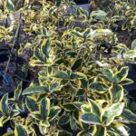 Elaeagnus x ebbingei 'Aureovariegata' Vivai Frappetta