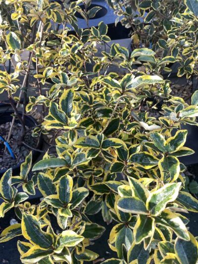Elaeagnus x ebbingei 'Aureovariegata' Vivai Frappetta