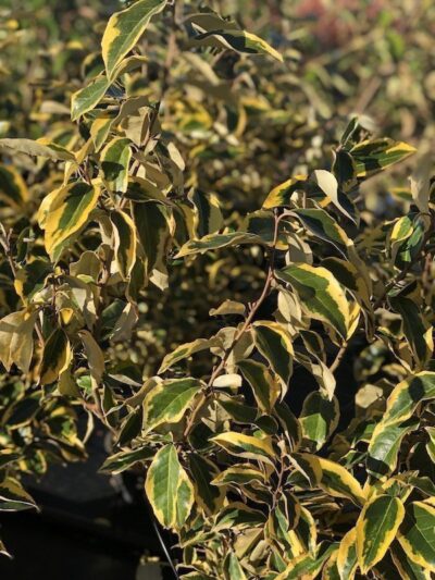 Elaeagnus x ebbingei 'Aureovariegata' - immagine 2