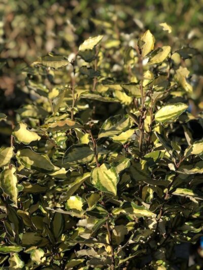 Elaeagnus x ebbingei 'Aureovariegata' - immagine 3