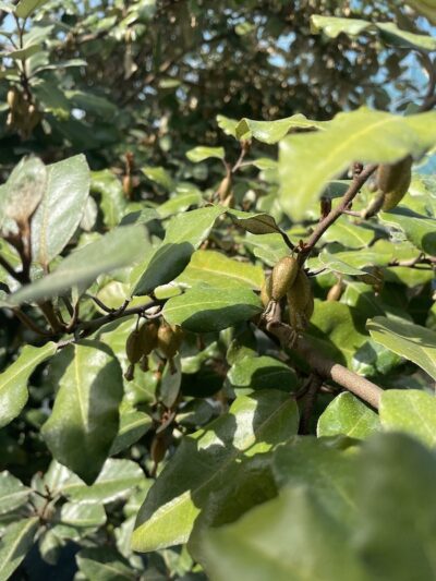 Foglie di Elaeagnus x ebbingei