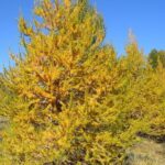 Larix decidua