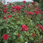 Rosa Red LEONARDO DA VINCI® Meiangele