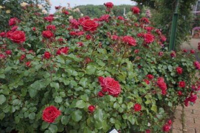 Rosa Red LEONARDO DA VINCI® Meiangele