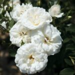 Rosa CARTE BLANCHE® Meibarum
