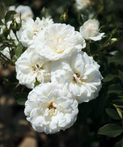 Rosa CARTE BLANCHE® Meibarum