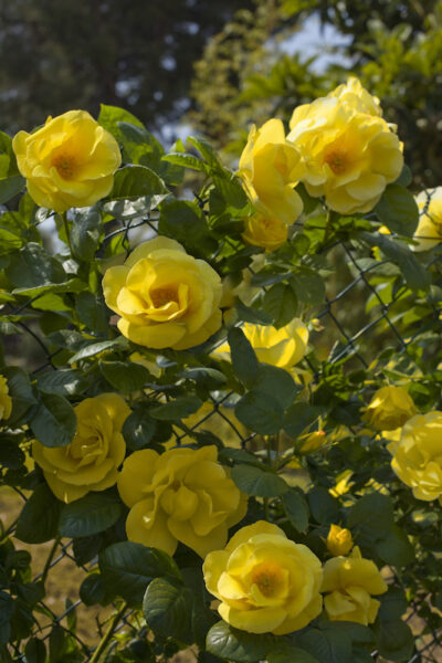 ROSA HAPPINESS GPT