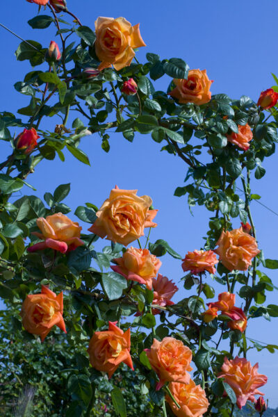 ROSA LOUIS DE FUNES GPT