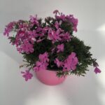 Phlox subulata 'Scarlet Flame'