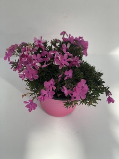 Phlox subulata 'Scarlet Flame'