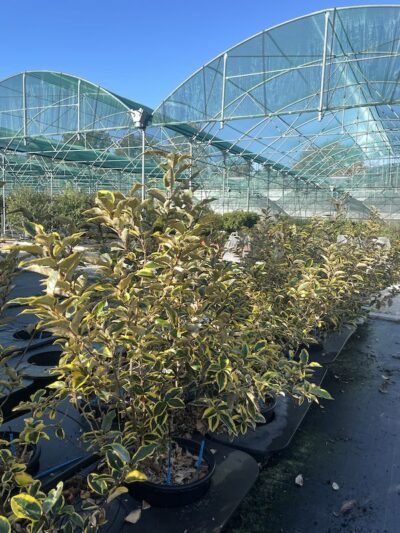 Piante di Elaeagnus x ebbingei 'Aureovariegata' Vivai Frappetta